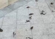 蹊蹺！重慶一小區門前出現大量死鳥  涉事街道辦回應：已送檢