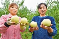 巢湖市：冬桃壓枝好個(gè)秋