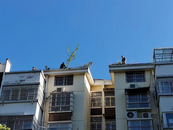 鼓樓街道：清理樓頂樹木 消除安全隱患