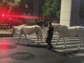 蕪湖街頭凌晨出現兩匹白馬 民警連夜交還失主