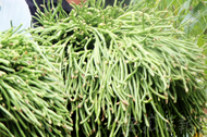 小葉醫探 | “豆角恐懼癥”愈演愈烈！專家提醒：這些食物未熟透易致中毒
