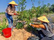 懷寧縣三橋鎮(zhèn)：油茶產(chǎn)業(yè)助力村級集體經(jīng)濟“加速跑”