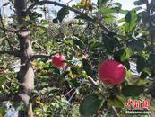 章铜胜：看会儿书，果子就熟了