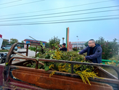 新安鎮馬河村：清除加拿大一枝黃花，強化人居環境整治成效