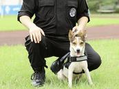安徽4歲警犬出戰全國賽，是首次亮相本土犬種之一