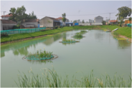 濉溪縣百善鎮(zhèn)治理農(nóng)村坑塘黑臭水體  推動(dòng)人居環(huán)境持續(xù)改善