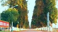 望江縣太慈鎮六 O圩村：一幅田園錦繡圖