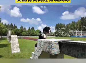 淮北5岁警犬国赛考100分 曾获评公安部功勋犬 奖励有肉肉还有玩具球