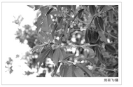 许若齐：去老黄家吃个饭