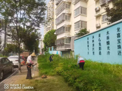 鼓樓街道：修剪綠化帶 扮靚人居環境