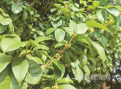 安慶：桂花螃蟹“姍姍來遲” 水果蔬菜產量下降