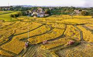 廬江：秋糧登場好“豐”景