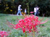 巢湖市臥牛山公園：彼岸花開添秋色