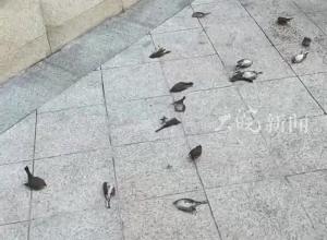重庆一小区门前现数十只死鸟 当地回应：已将死鸟送检 派出所称“撞玻璃上掉下来死掉的”