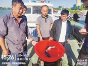 淮河干流接連發現淮王魚