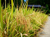 安慶經(jīng)開區(qū)老峰鎮(zhèn)新光村：秋“豐”起 稻谷香 農(nóng)民搶收谷滿倉