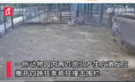 河南一動物園斑馬應激狂奔撞圍欄后死亡 官方回應