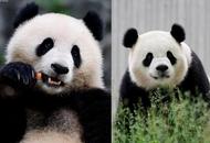 大熊貓“寶力”“青寶”開啟10年旅美生活   外交部：中方專家將在美陪伴