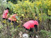 懷寧縣高河鎮凌橋社區：清除“一枝黃花” 維護生物多樣性安全