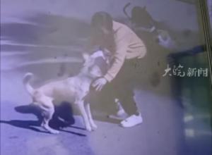 流浪狗偷袭咬伤小孩和家长
 物业:系流浪土狗 追捕时没抓住 