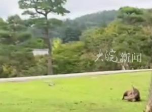 日本奈良公园的小鹿又撞人了，女子腿部被刺破流血，公园拒绝赔偿 忍痛回国治疗