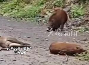 女子开车遇到野猪群掉落山崖  拍摄者：掉下来六头 有一头跑了 离车只有一两米的距离
