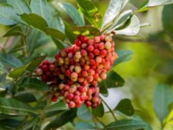 重陽節“遍插茱萸”要戴幾支？