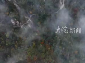 九华山花台景区进入最佳赏秋期