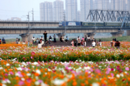 蚌埠靚淮河：鐵路橋下百畝夢幻花海