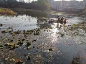 ?現(xiàn)場 | 自動水草收割機(jī)清理殘荷，六安九墩塘“頭一遭”