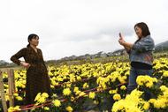 郊區(qū)周潭鎮(zhèn)：又是菊花金黃時(shí)