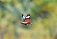 珍稀鳥種白胸翡翠首次現身淮南鴛鴦湖公園
