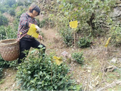 歙縣岔口鎮：回收誘蟲黃板 打造綠色生態茶園
