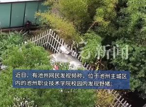 池州职业技术学院校园出现野猪 校方：已捕获 无人员受伤