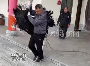 女婿买鸵鸟讨好老丈人  鸵鸟绊倒老丈人 飞奔“逃窜”  没讨好 反倒惹老丈人生气了
