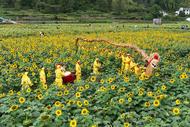 徽州區(qū)潛口鎮(zhèn)：深耕“葵荷菊”沃土 為鄉(xiāng)村振興錦上添“花”