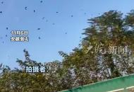 安徽一高速路段驚現大量飛鳥
