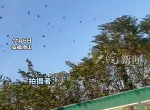 安徽一高速路段惊现大量飞鸟