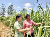 蚌埠固鎮：一根甘蔗“吃干榨凈” “甜蜜產業”一路飄香  