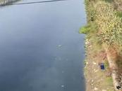 湖北天門河部分河段水體發黑水面漂死魚，當地環保部門：系生活污水管道破損導致