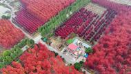 淮南毛集實(shí)驗(yàn)區(qū)：楓葉紅于二月花