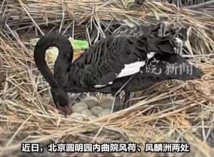 圆明园通报黑天鹅陆续死亡原因