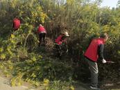 懷寧縣金拱鎮(zhèn)：整治一枝黃花 保護(hù)生態(tài)環(huán)境