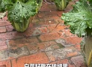 老妈砖头缝里种大白菜 “不用翻地 撒上菜籽自己会长” 女儿：还有茄子豆角丝瓜 