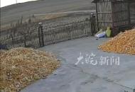 黑龍江一老虎進村咬傷村民 官方通報：傷者接受治療，正追蹤老虎行蹤 請村民做好安全防范

