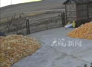 黑龙江一老虎进村咬伤村民 官方通报：伤者接受治疗，正追踪老虎行踪 请村民做好安全防范
