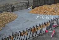 黑龍江一老虎進村咬傷村民 警方：傷者已送醫當地警方：正在進行抓捕