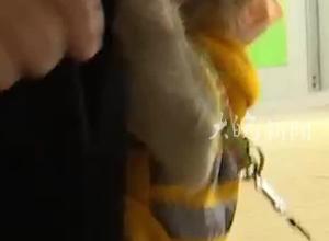 女子在贵阳黔灵山救下小猕猴并带回家养半年，贵阳市多部门回应：劝她归还很多次！涉嫌刑事案件