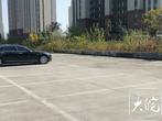 六安市区一停车场里发现“一枝黄花” 社区书记闻讯带队铲除