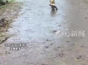 狗子喜获2斤大鱼，半路被女子“打劫”一脸委屈：后续买了同款大鲤鱼补偿它